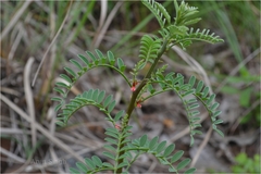 Indigofera wightii